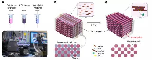 研究人員對大鼠的神經細胞整合骨骼肌結構進行生物3D打印