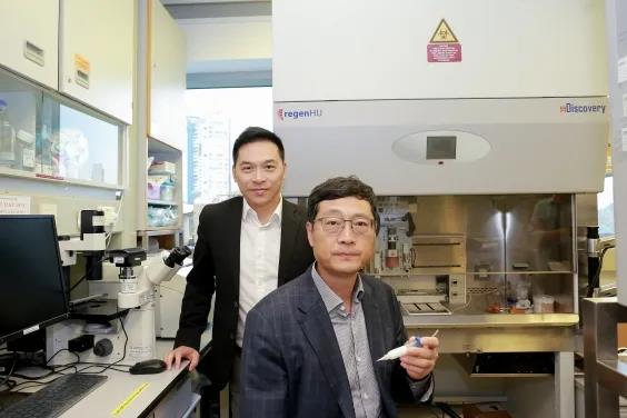港大醫學團隊獲國家資助 研發3D打印人體器官組織