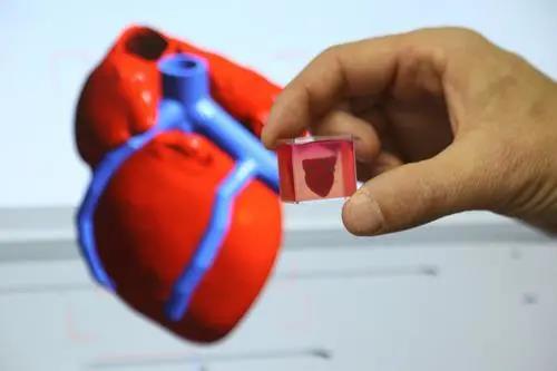 德國拜耳將使用以色列3D打印的人體心臟組織測試新藥