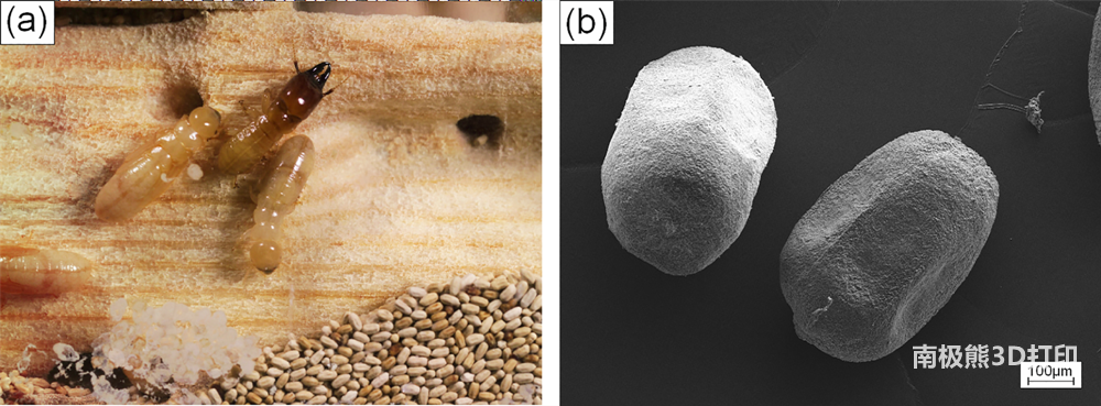 科學家將白蟻的糞便回收成循環經濟3D打印材料