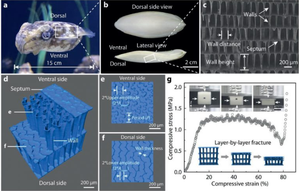 浙大科學(xué)家受烏賊啟發(fā)開3D打印抗沖擊仿生結(jié)構(gòu)
