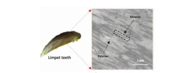 由磁場(chǎng)輔助3D打印制造的仿帽貝牙無(wú)痛微針