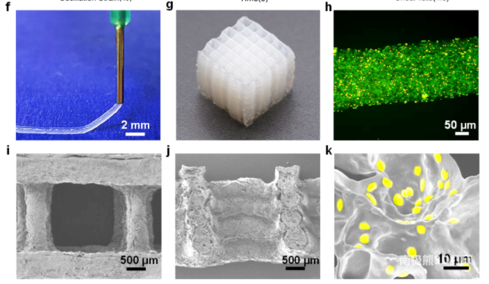 Small南京工業大學余子夷/陳蘇：3D打印具有生物催化功能的活體材料
