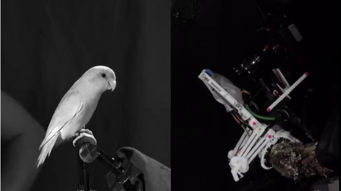 斯坦福大學工程師3D打印鳥類機器人